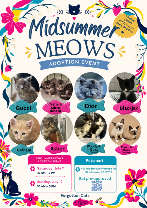 Kittens Event At Middletown Petsmart July 11-12