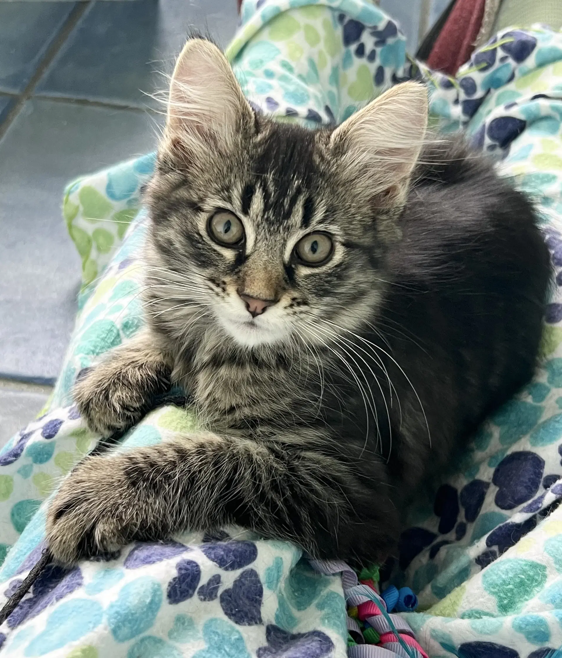 Ellie Fcid - - Domestic Medium Hair