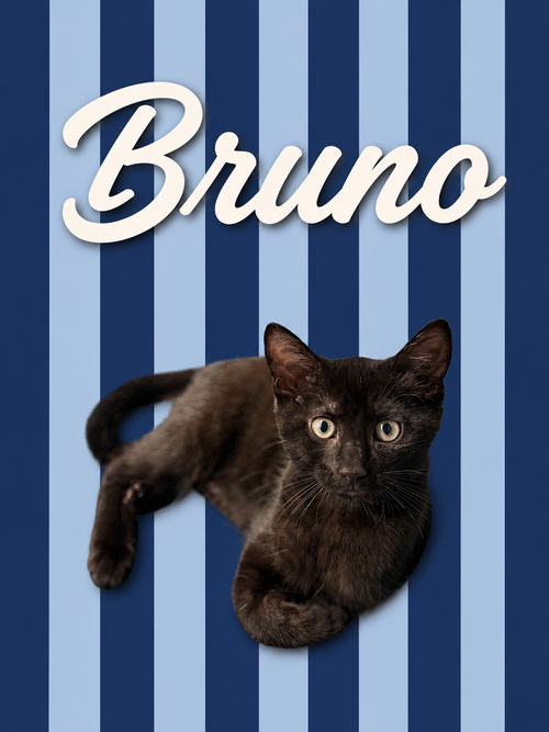 Bruno (FCID# 06/09/2026 - 3 Middletown PS), an adoptable Domestic Short Hair in Greenville, DE