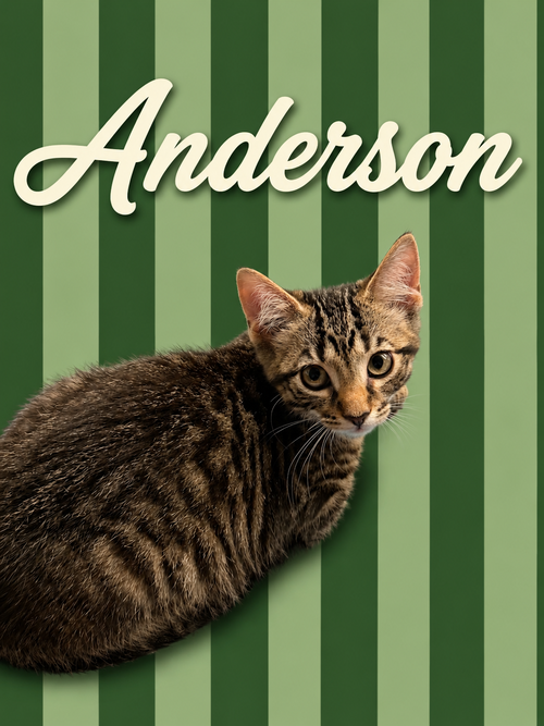 Anderson (FCID# 06/09/2026 - 5 Middletown PS), Baby Tabby (short coat), cat for adoption in Middletown, Delaware