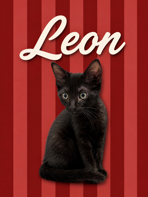 Leon (FCID# 06/09/2026 - 2 Middletown PS), Baby Domestic Short Hair (short coat), cat for adoption in Middletown, Delaware