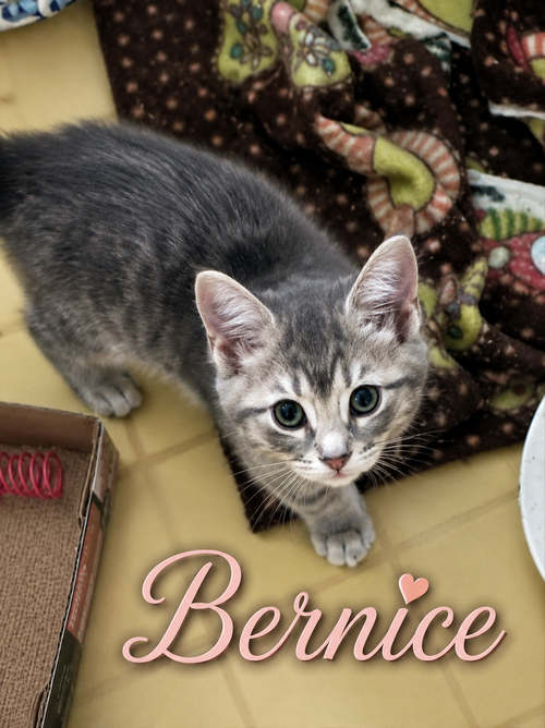 Bernice