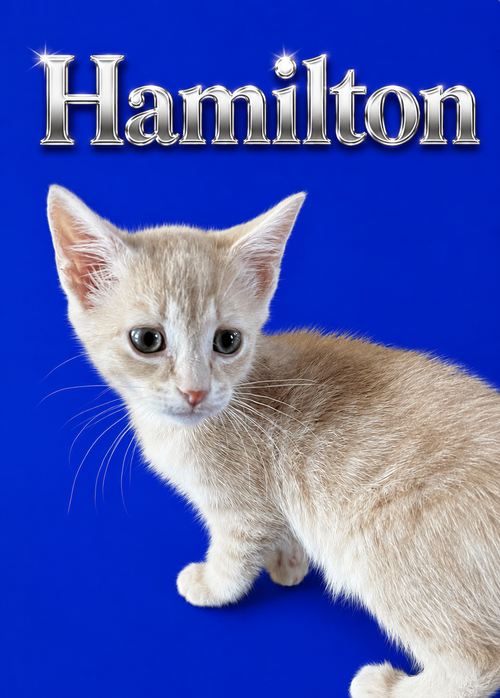 Hamilton (FCID 6/23/26-4 Middletown Kitten Palooza, Baby Tabby (short coat), cat for adoption in Middletown, Delaware