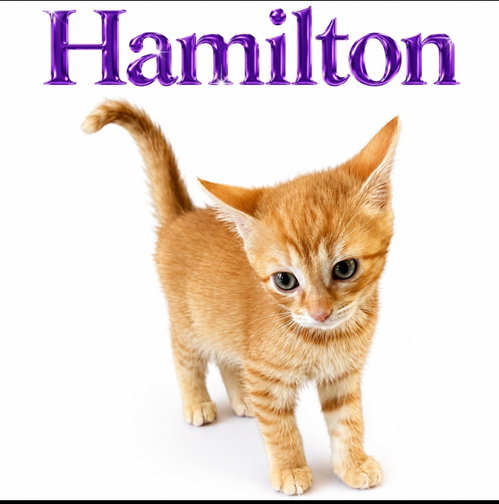 Hamilton (FCID# 06/23/2026 - 4 Middletown PS), an adoptable Tabby in Greenville, DE