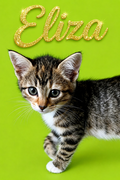 Eliza (FCID 6/23/26-3 Middletown Kitten Palooza, Baby Tabby / Calico / Mixed (short coat), cat for adoption in Middletown, Delaware