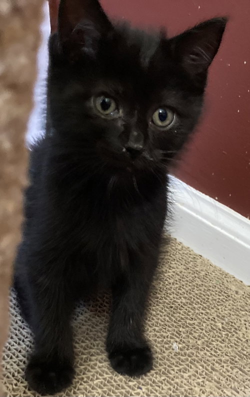 Pompom