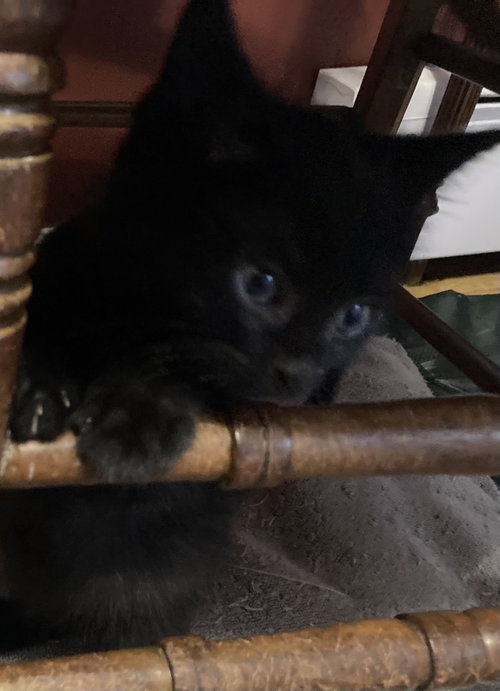 Pompom photo 3