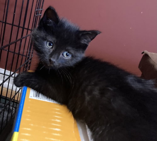 Coco