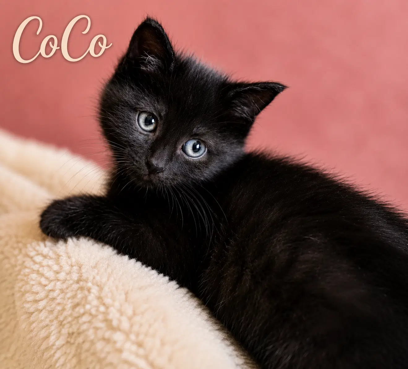 Coco Willow Grove Area Fcid - - Domestic Short Hair