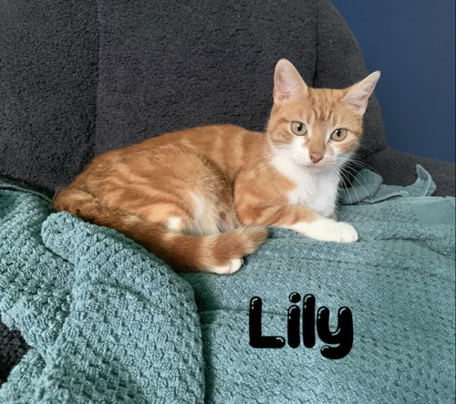 Lilly