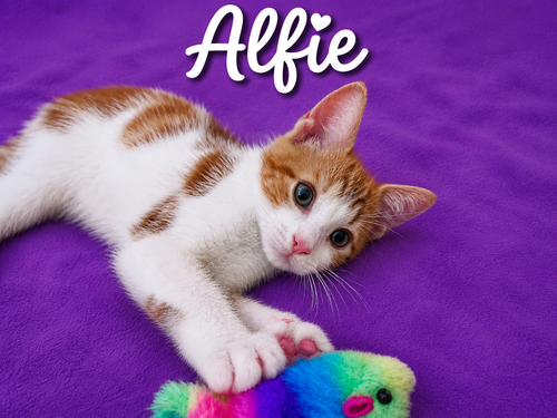 Alfie FCID# 06/09/26-37 Middletown Kitten Palooza, Baby Domestic Short Hair (short coat), cat for adoption in Middletown, Delaware