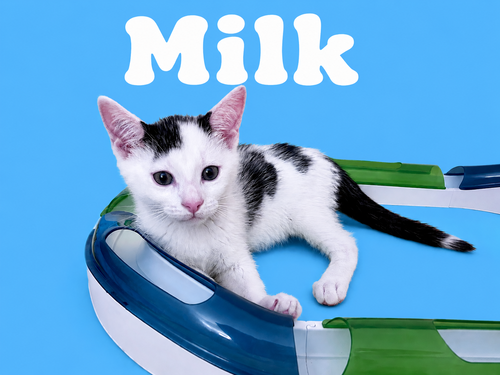 Milk (FCID# 06/09/26-35 Middletown Kitten Palooza, Baby Domestic Short Hair (short coat), cat for adoption in Middletown, Delaware