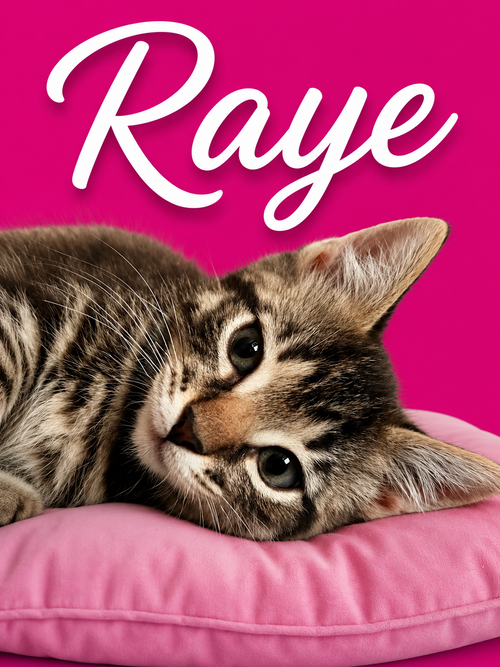 Raye (FCID# 06/09/26-1 Middletown Kitten Palooza, Baby Tabby (short coat), cat for adoption in Middletown, Delaware