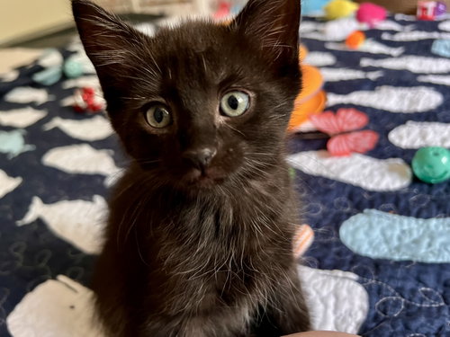 Victoria (FCID 6/09/26-4 Middletown Kitten Palooza, Baby Domestic Short Hair (short coat), cat for adoption in Middletown, Delaware