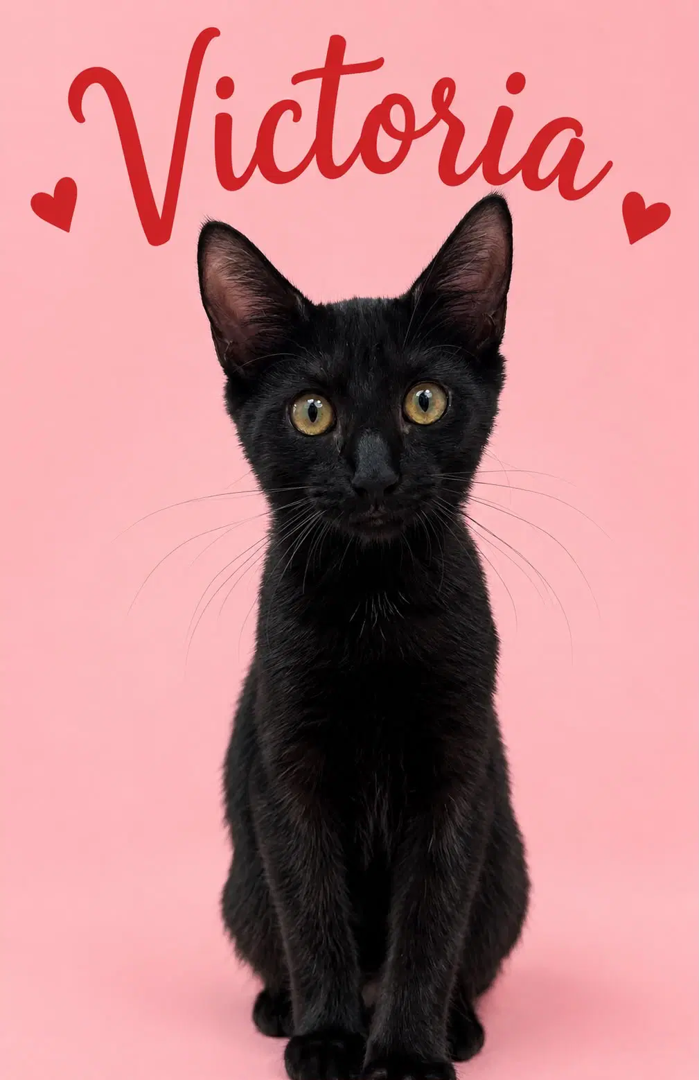 Victoria Fcid - Middletown Kitten Palooza - Domestic Short Hair