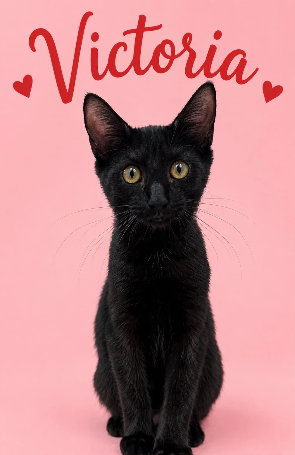 Victoria Fcid - Middletown Kitten Palooza