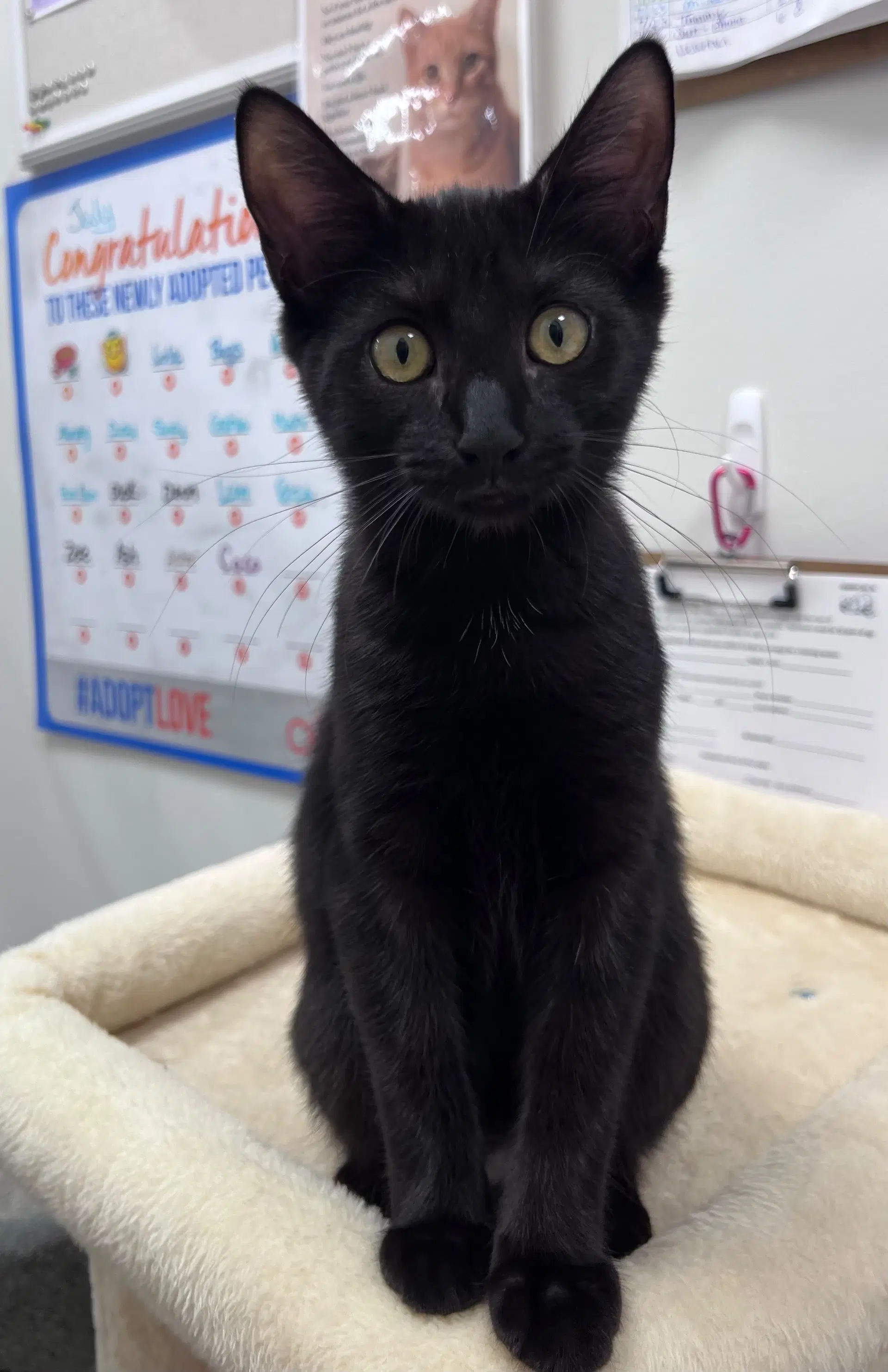 Victoria Fcid - Middletown Kitten Palooza image 2