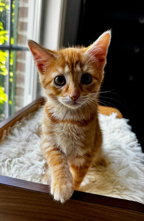 Theodosa (06/23/26-1 Middletown Kitten Palooza, Baby Tabby (short coat), cat for adoption in Middletown, Delaware