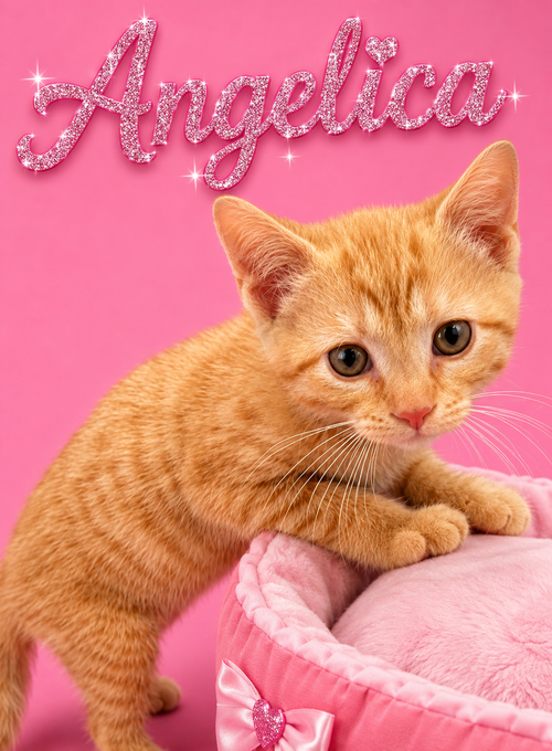 Angelica (6/23/26-5 Middletown Kitten Palooza, Baby Tabby (short coat), cat for adoption in Middletown, Delaware