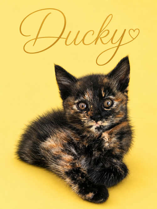 Ducky (FCID# 06/23/2026 - 33 Middletown PS), Baby Tortoiseshell (short coat), cat for adoption in Middletown, Delaware