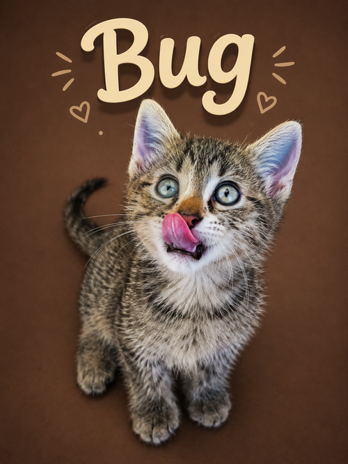 Bug (FCID# 06/23/2026 - 6 Middletown PS), Baby Tabby (short coat), cat for adoption in Middletown, Delaware