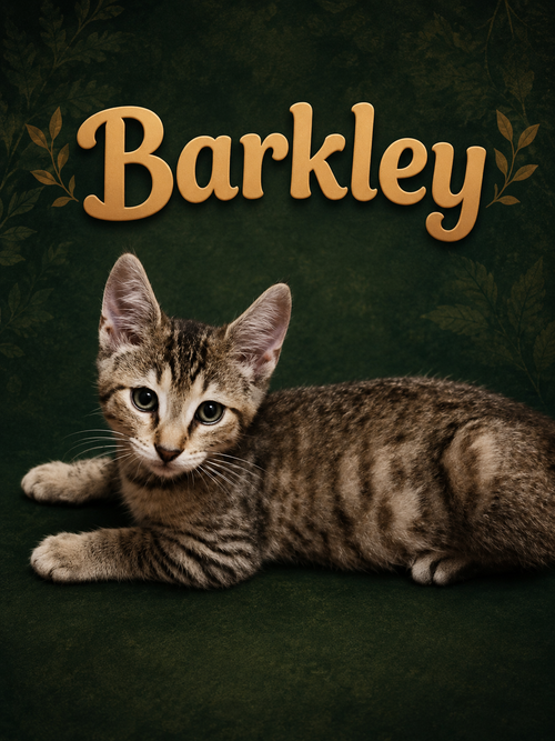 Barkley (FCID# 05/28/2026 - 79 Middletown foster), Baby Tabby (short coat), cat for adoption in Middletown, Delaware