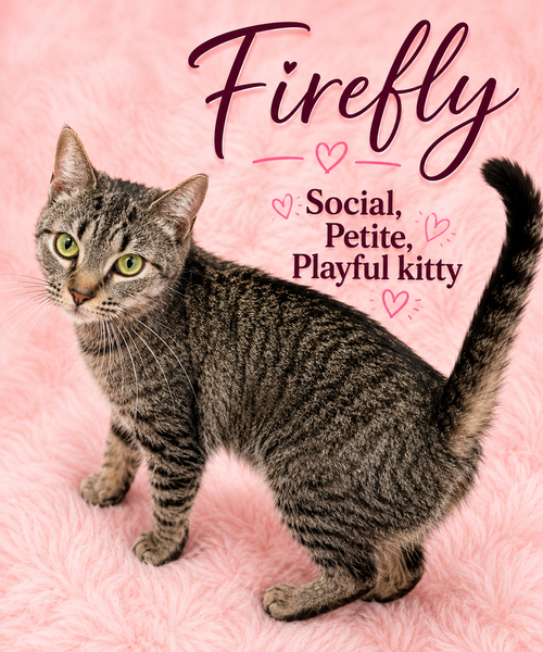 Firefly (FCID# 05/26/2026 - 125) Willow Grove, Young Tabby (short coat), cat for adoption in Willow Grove, Pennsylvania