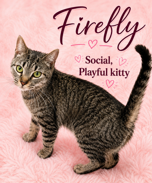 Firefly (FCID# 05/26/2026 - 125) Willow Grove, an adoptable Tabby in Greenville, DE