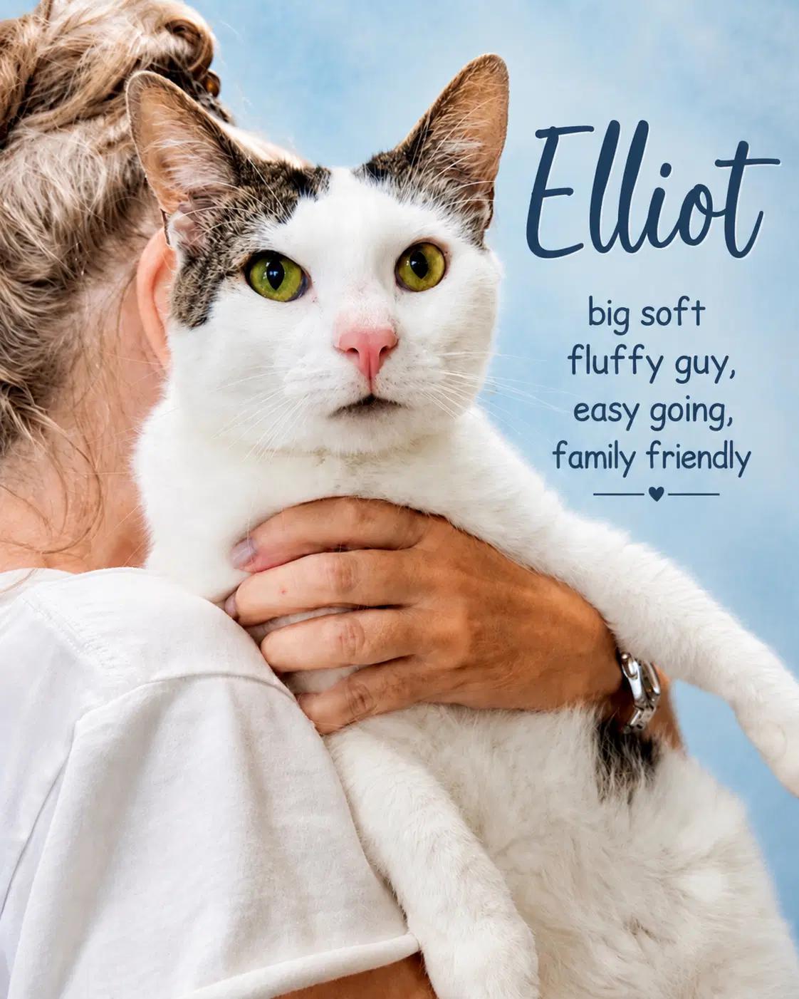 Elliot Fcid  -  Willow Grove - Domestic Short Hair