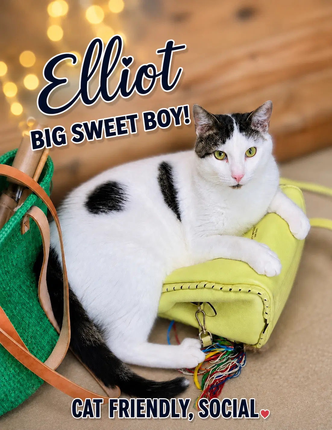 Elliot Fcid  -  Willow Grove image 4