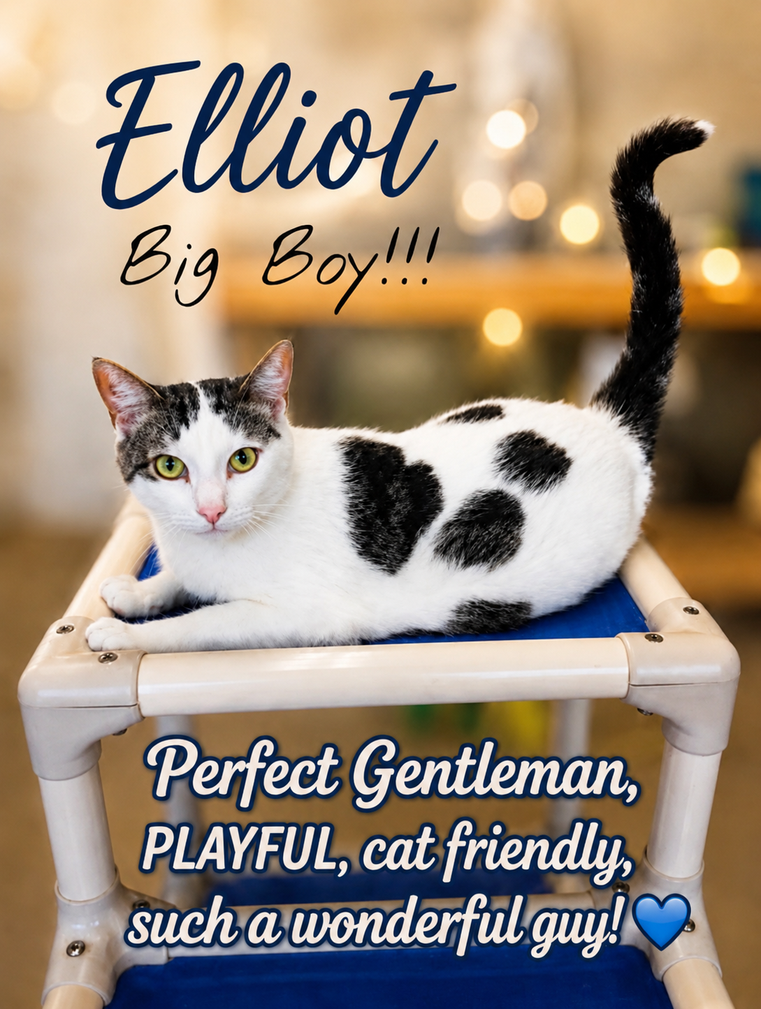 Elliot (FCID# 05/26/2026 - 107) Willow Grove, cat