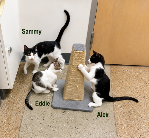 The Van Halen Crew plus One Diva (WCPS), an adoptable Domestic Short Hair in Greenville, DE
