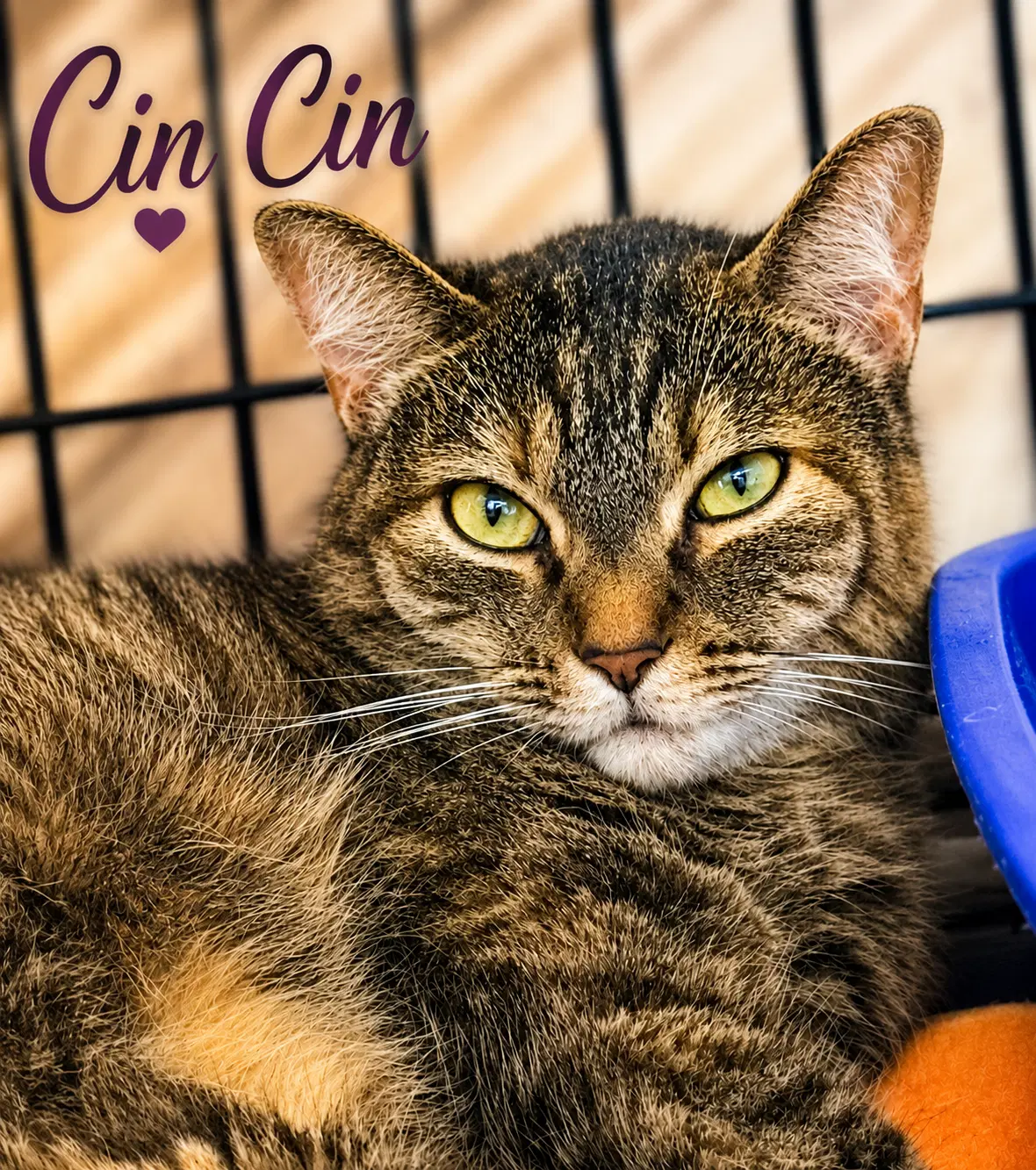 Cin Cin Fcid -  Willow Grove image 2