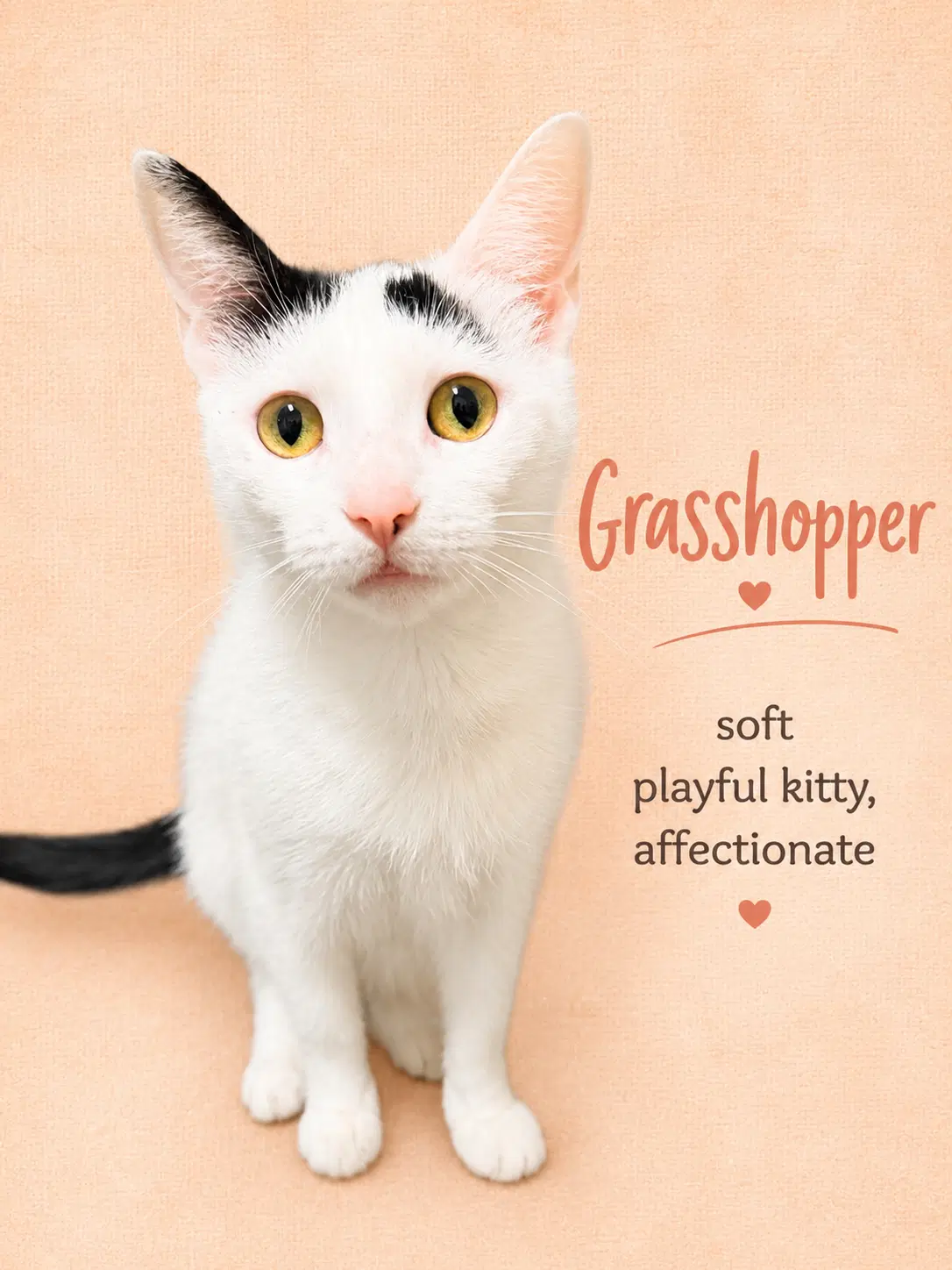 Grasshopper Fcid - Willow Grove Pa - Domestic Short Hair