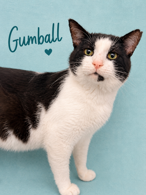 Gumball