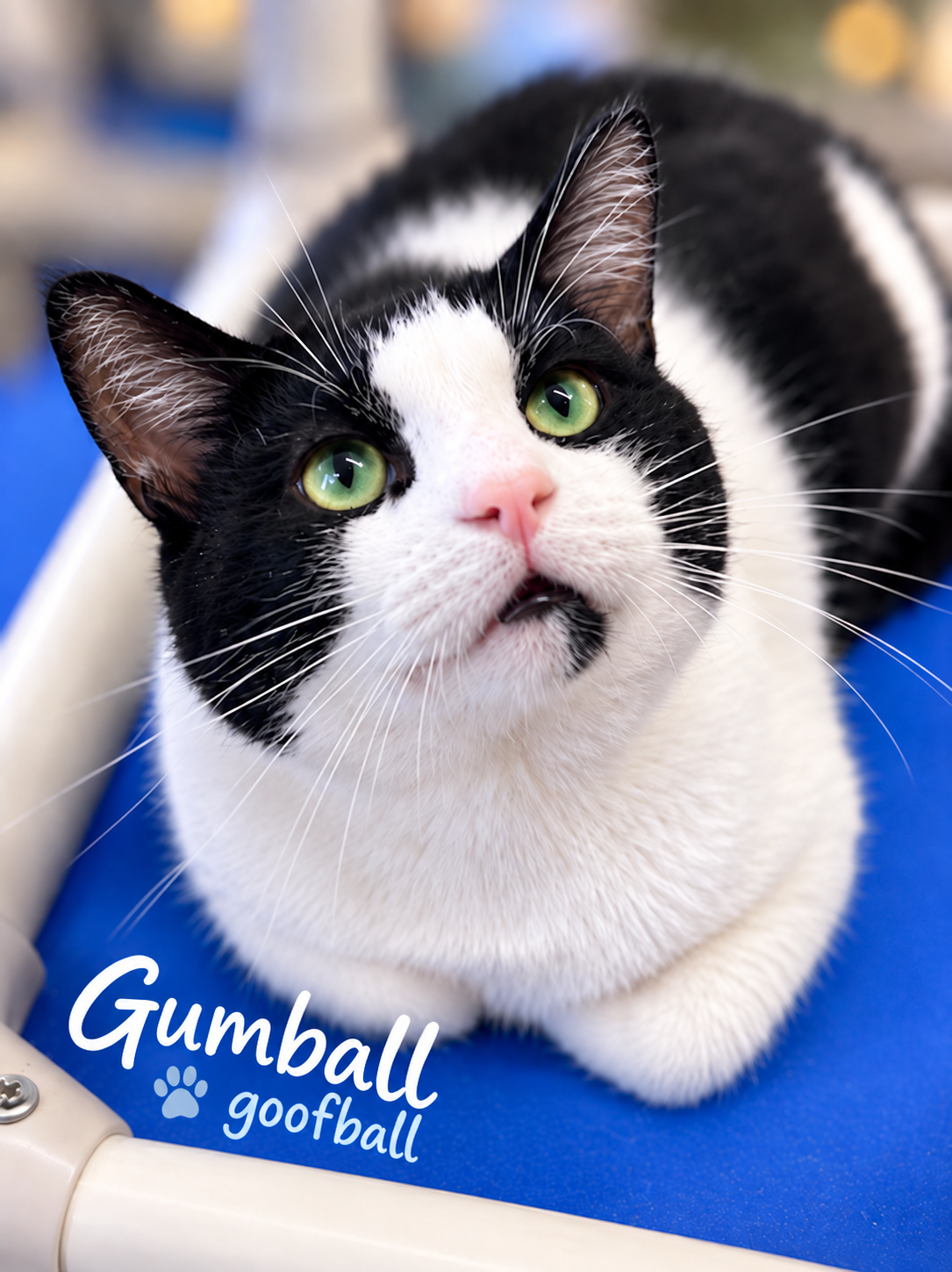 Gumball (FCID# 05/26/2026 - 127) Willow Grove, photo 3
