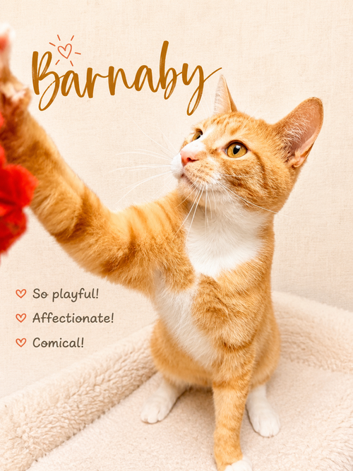 Barnaby