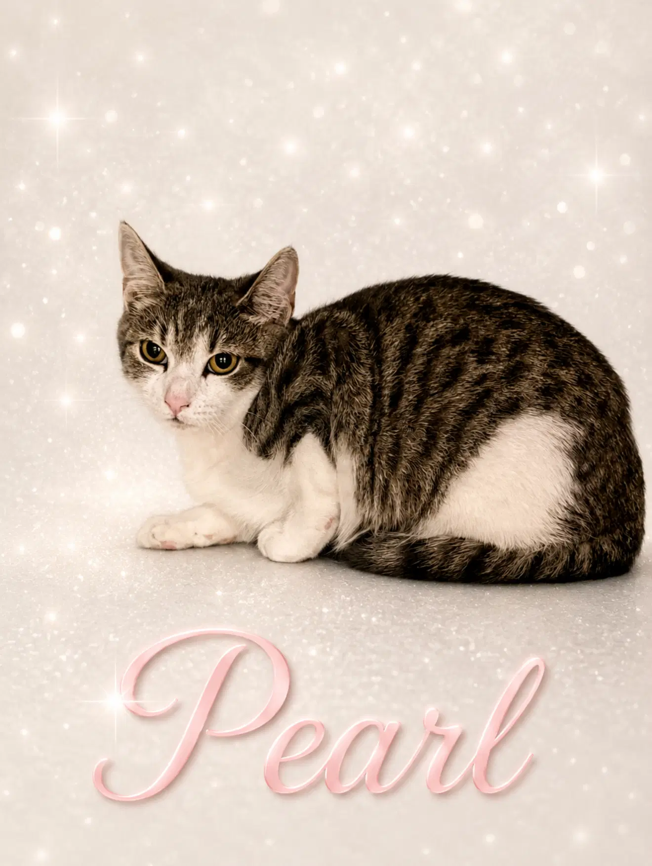 Pearl Fcid  -  Middletown Ps C - Domestic Short Hair