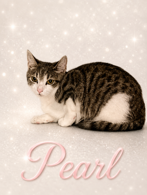 Pearl (FCID# 05/07/2026 - 18 Middletown PS) C, an adoptable Domestic Short Hair in Greenville, DE