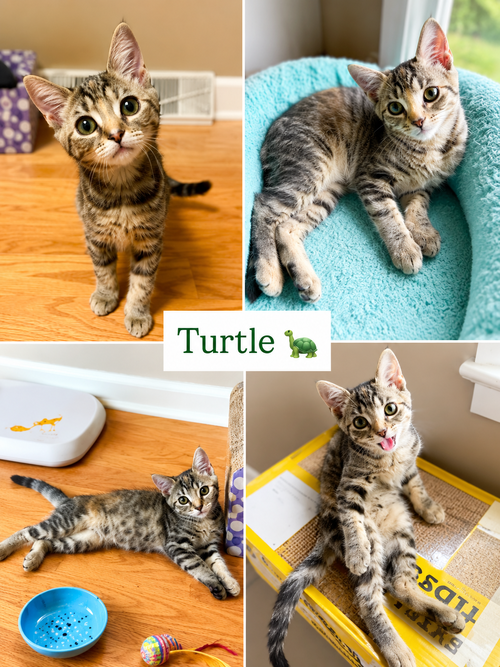 Turtle