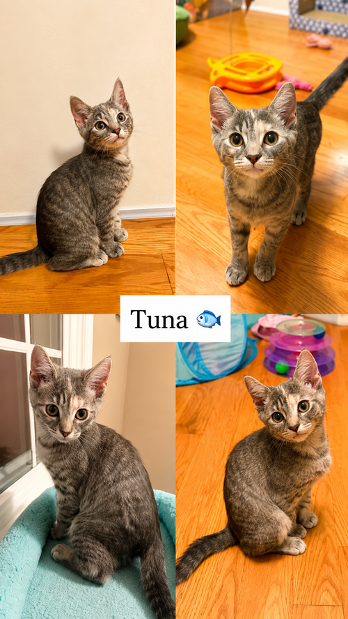 Tuna (FCID# 06/16/2026 - 41)