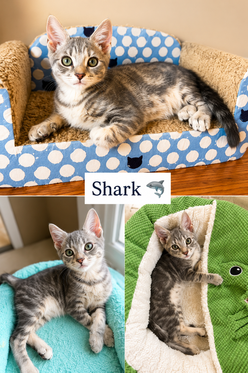Shark
