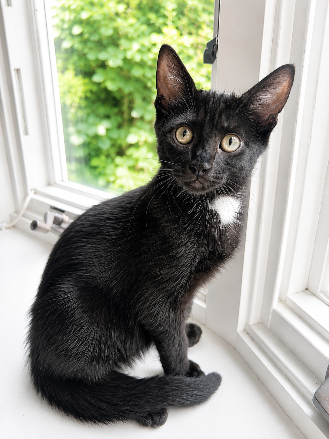 Lucky, Willow Grove Area, (FCID 06/24/2026-136), cat
