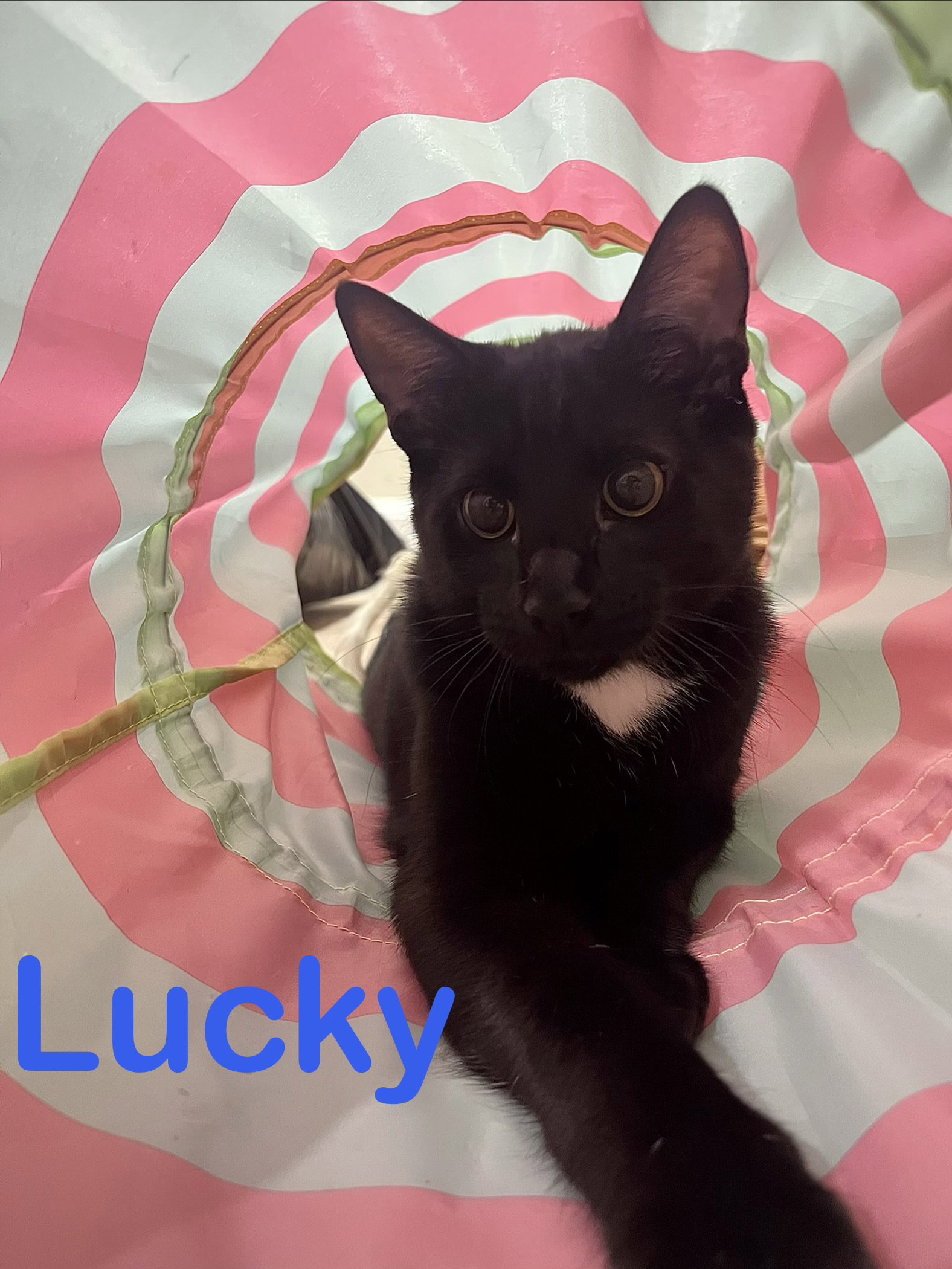 Lucky, Willow Grove Area, (FCID 06/24/2026-136)
