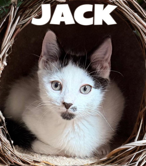 Jack
