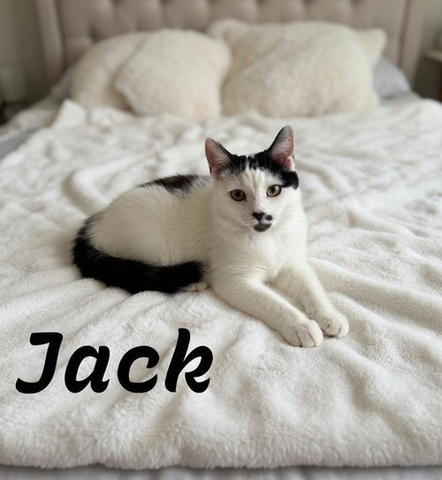 Photo 2 of Jack, Willow Grove Area, (FCID 06/24/2026-133) KDC