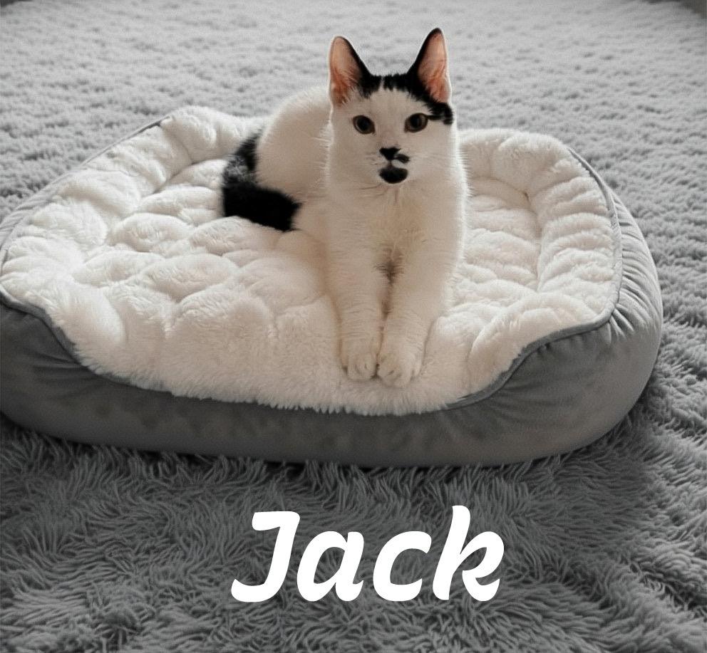 Jack, Willow Grove Area, (FCID 06/24/2026-133) KDC, photo 3