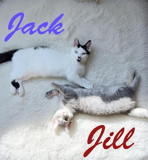 Photo 4 of Jack, Willow Grove Area, (FCID 06/24/2026-133) KDC