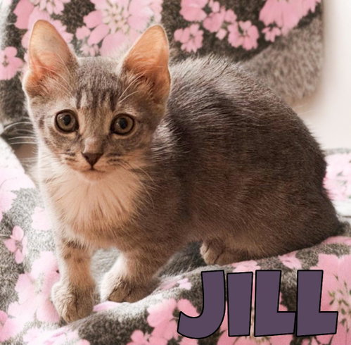 Jill