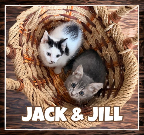 Jill photo 3